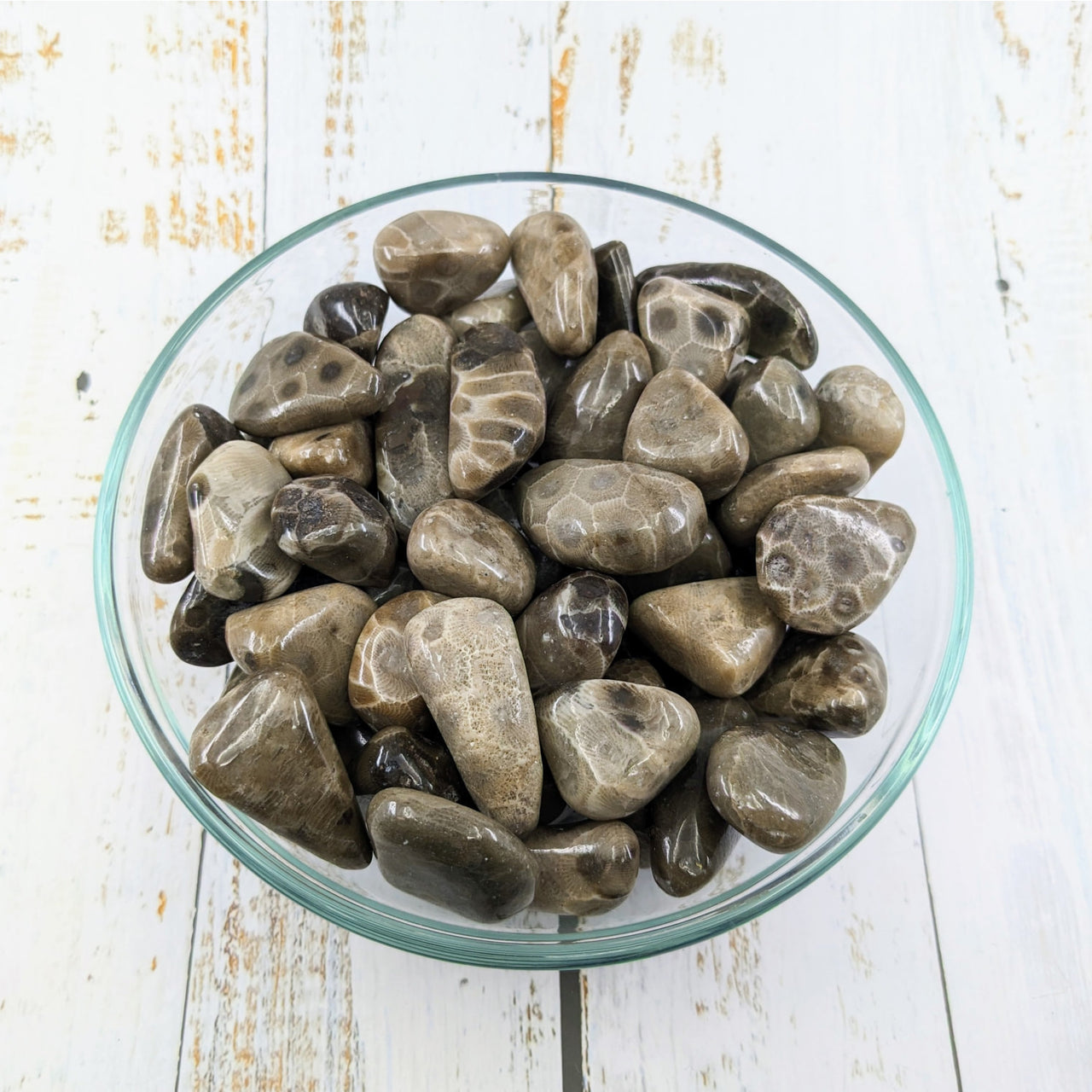 Petoskey Stone Tumble #LV2373 in a bowl on white wooden table