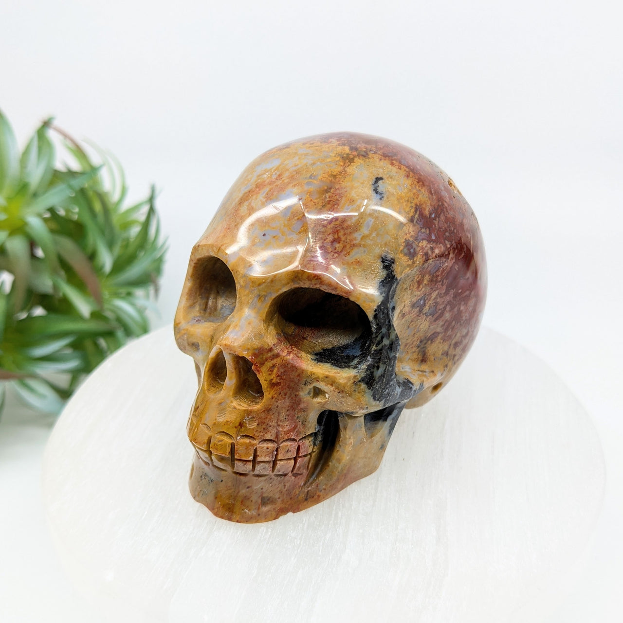 Crazy Lace Agate 3" Skull #LV6233