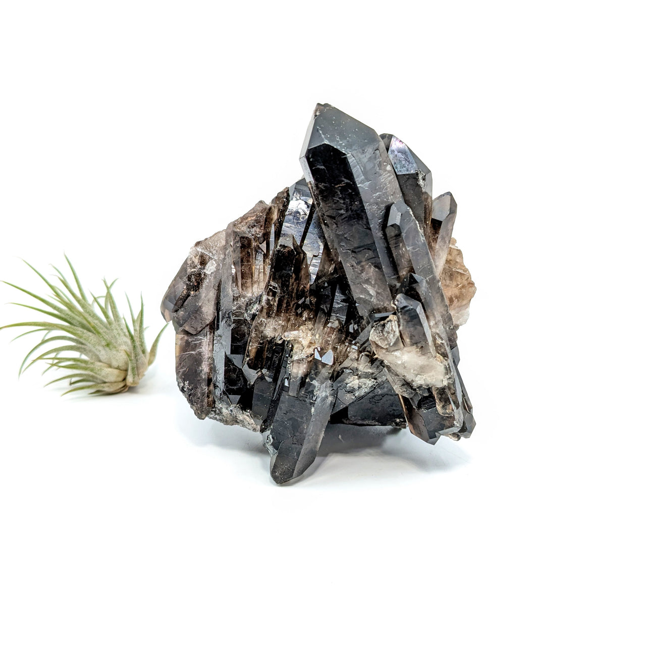 Smoky Quartz 3.9" Natural Cluster #LV6469