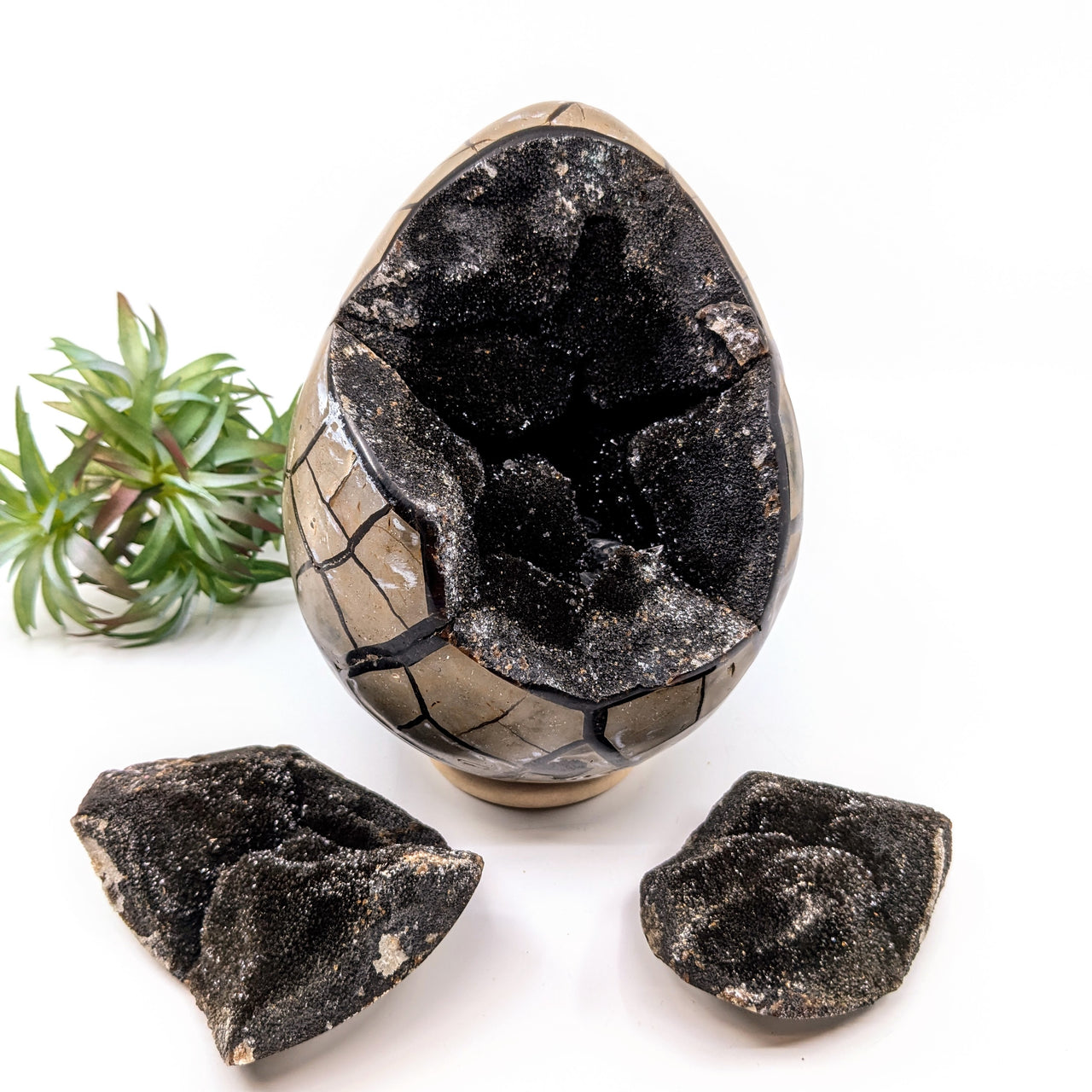 Septarian 6.3" Dragon Egg #LV6699