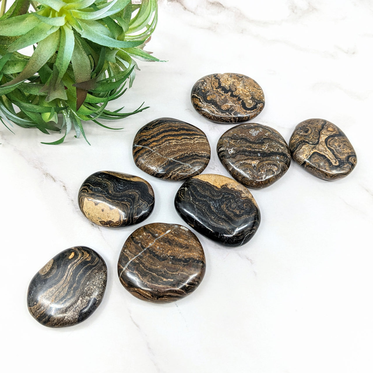 Stromatolite Palm Stone #LV5692