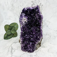 Thumbnail for Amethyst 6’ Geode Freeform LV5769 with amethite crystal and small plant display