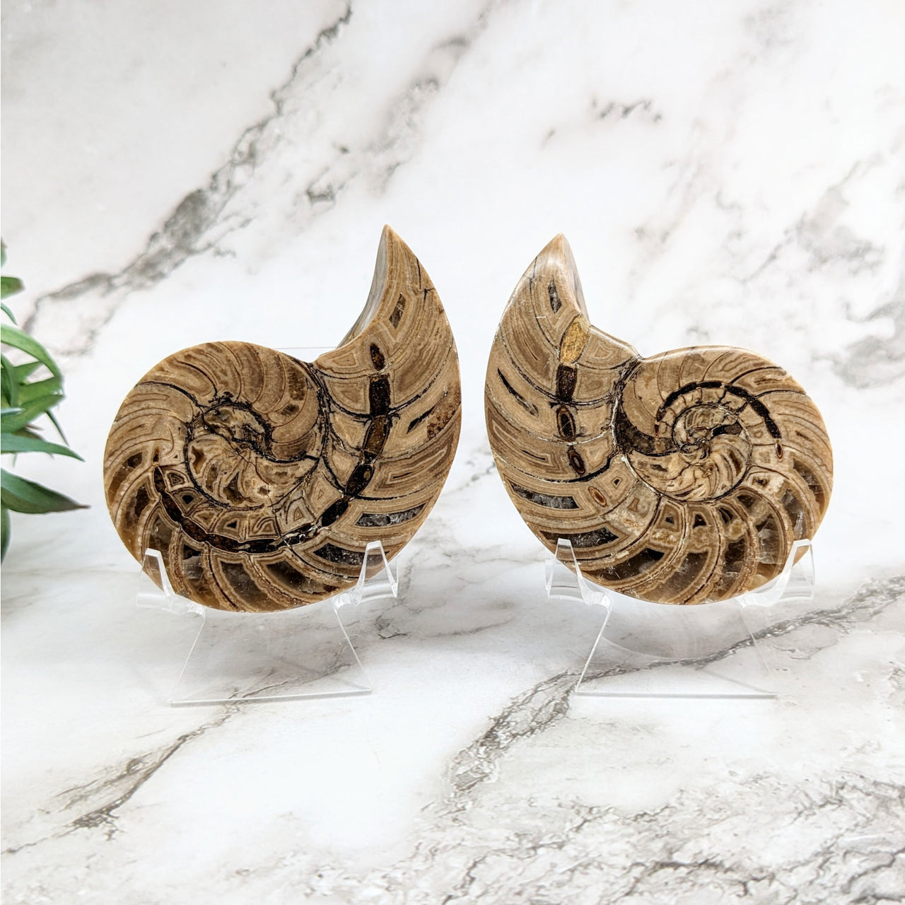 Flat-shaped wooden earrings with black and white designs - Ammonite 2.2 - 2.6’ Fossil Pair