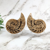 Thumbnail for Flat-shaped wooden earrings with black and white designs - Ammonite 2.2 - 2.6’ Fossil Pair