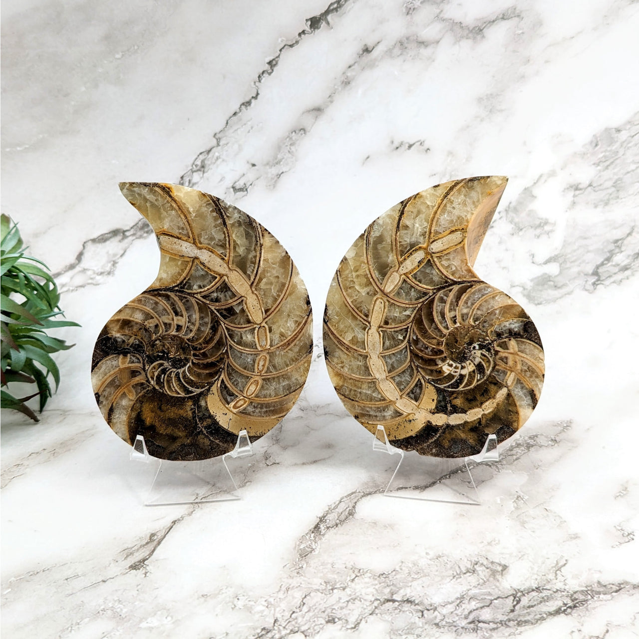 Ammonite 3.8’ sliced flat fossil shells on marble counter, pair #LV5263 display