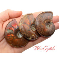 Thumbnail for 1 XL Red Fire AMMONITE Opalized Fossil Whole Shell Nautilus 