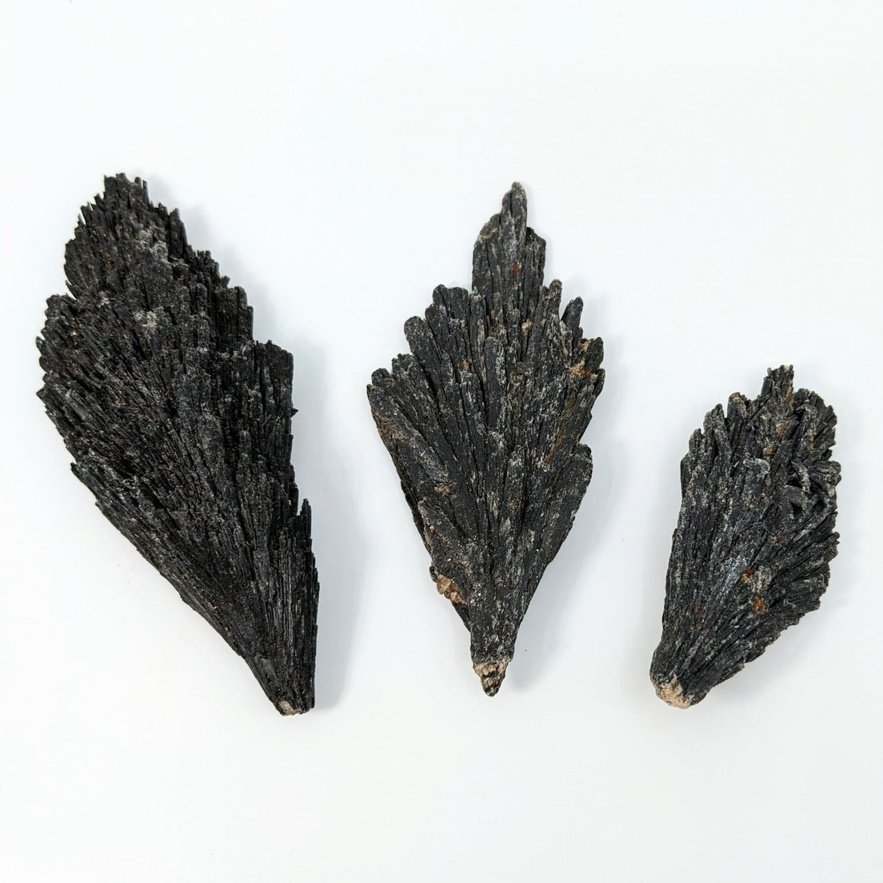 Three pieces of rough black coral displayed on a white background for Black Kyanite #LV2425