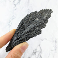 Thumbnail for Hand holding black seaweed near Black Kyanite 2-5’ Rough Stone #LV2425