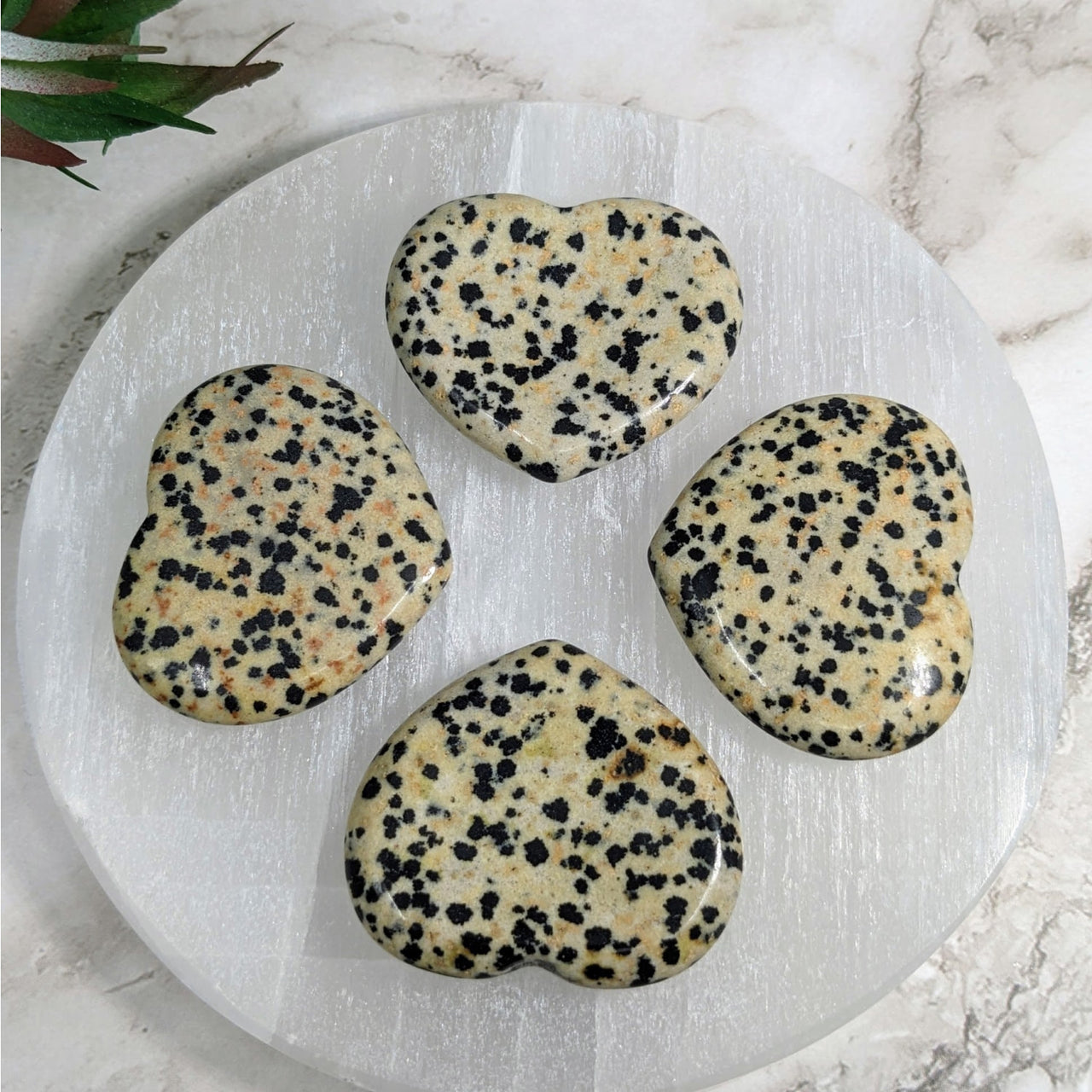 Dalmation Jasper Heart Stone LV4038 with cookies on a white plate and green plant background