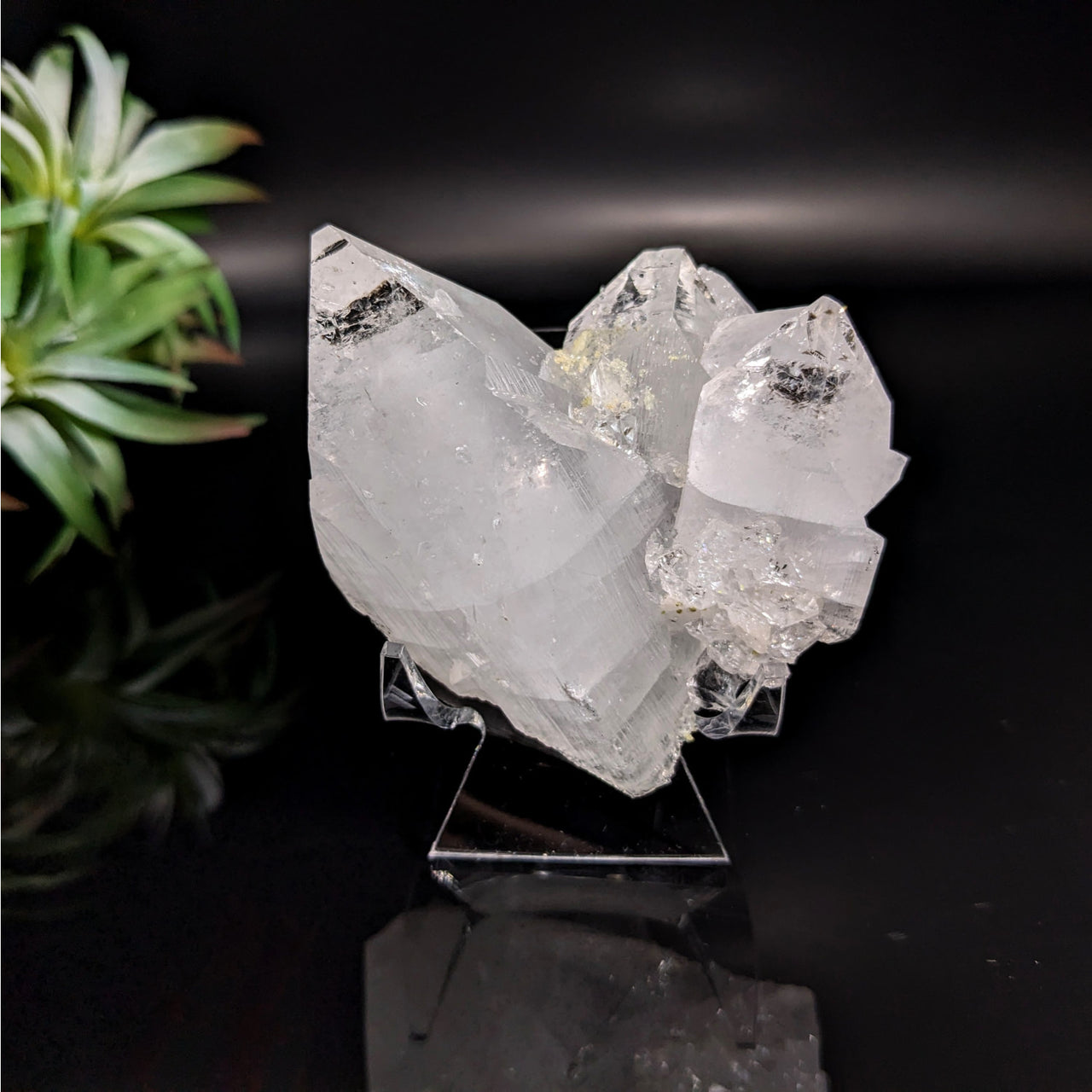 Diamond Apophyllite 2.6’ Cluster #LV5173 - Pair of Quartz Crystals on Black Surface