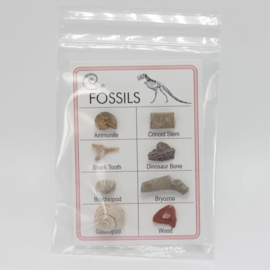 Bag of fossil specimens displayed with Fossil Card #XBH005