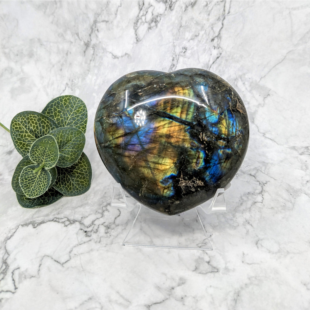 Labradorite 3.9’ Heart #LV5625 with a plant on a marble table