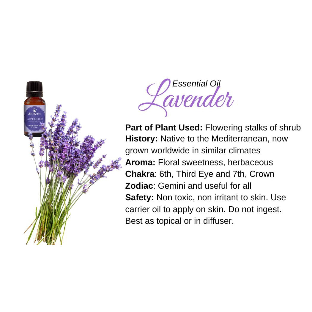 Bottle of lavender essential oil with flowers displayed in Lavender Essential Oil Info Card #Q071