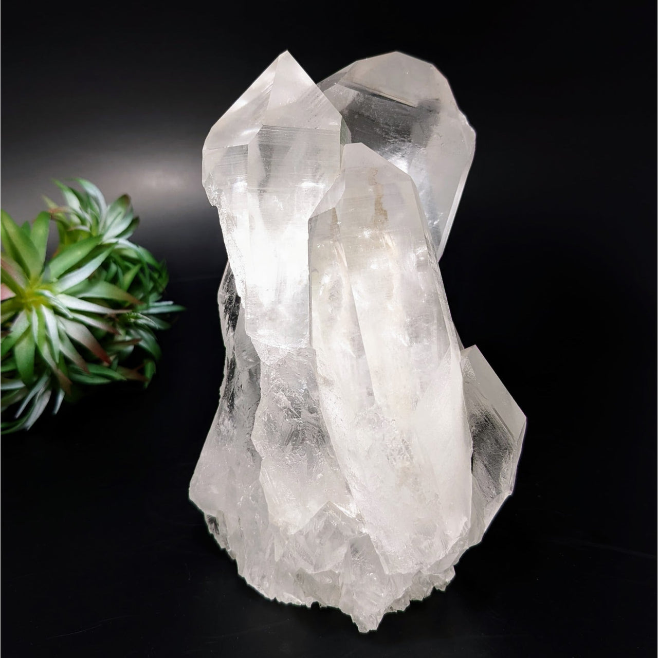 Lemurian Quartz 7.1’ Cluster Specimen with small plant background - LV4332