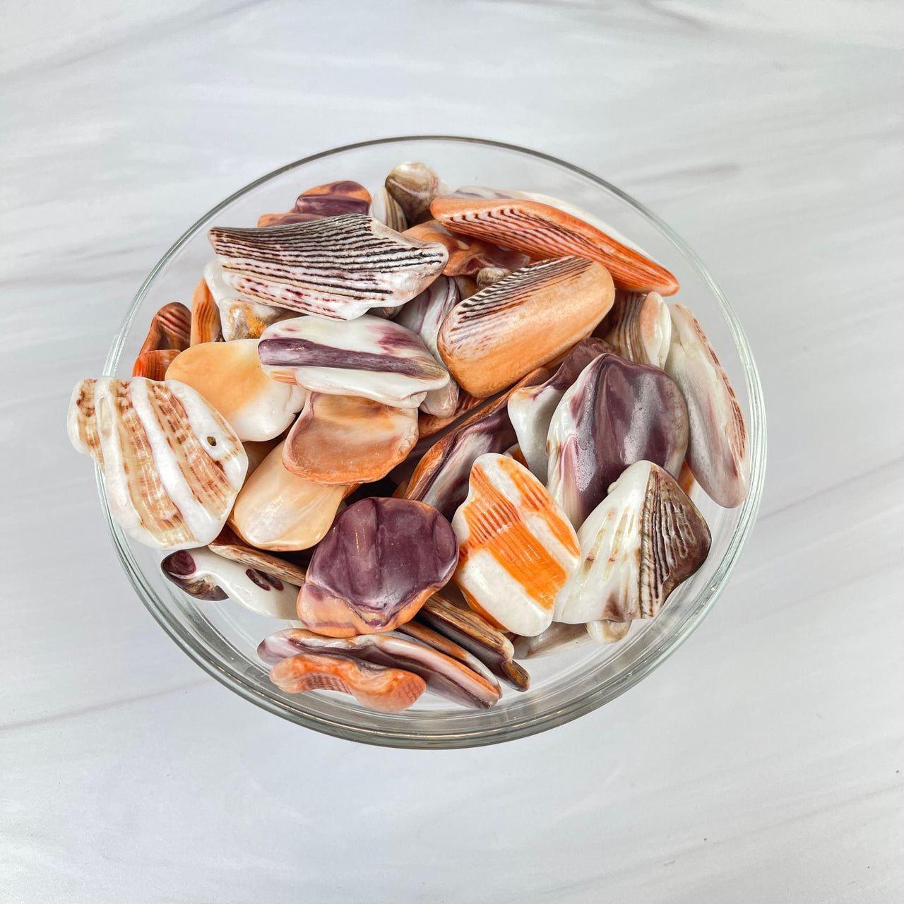 A bowl of seashells featuring Lion’s Paw Shelf #LP01 from our premium collection