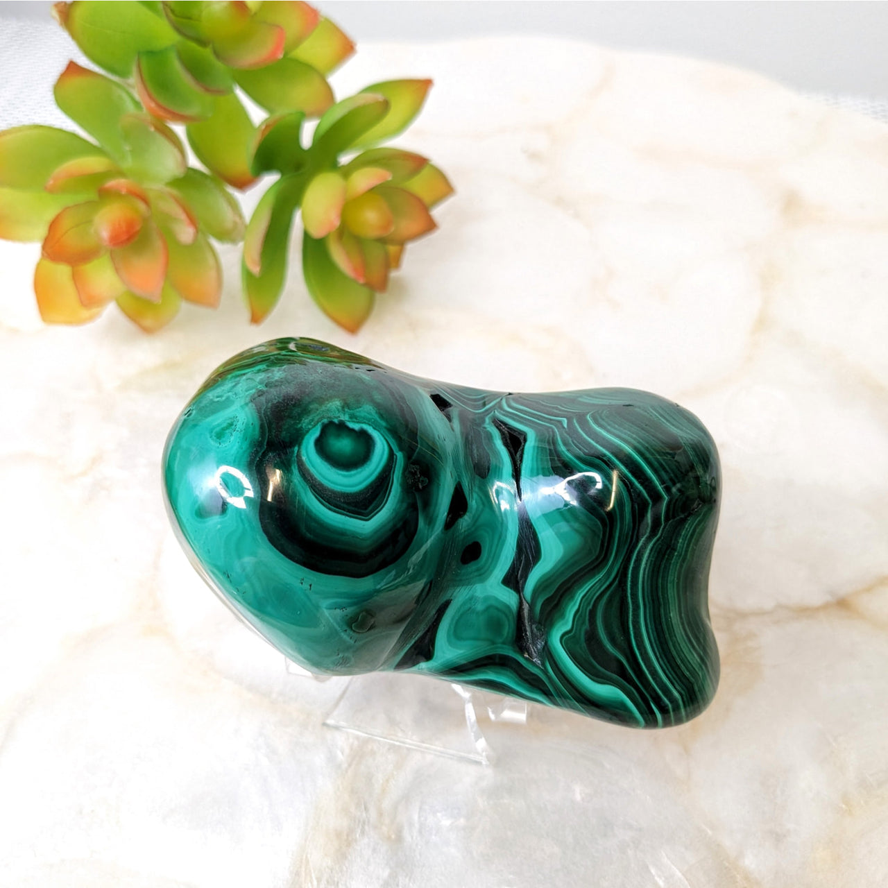 Green and black marble ring on white marble, Malachite 3.6’ Specimen #LV4864