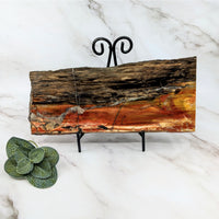 Thumbnail for Petrified Wood 11’ Slab #LV5749 on Metal Stand in a Flat Shape for Unique Decor