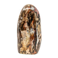 Thumbnail for Close up of Petrified Wood 9’ Freeform (4105g) #SK7754 on white surface