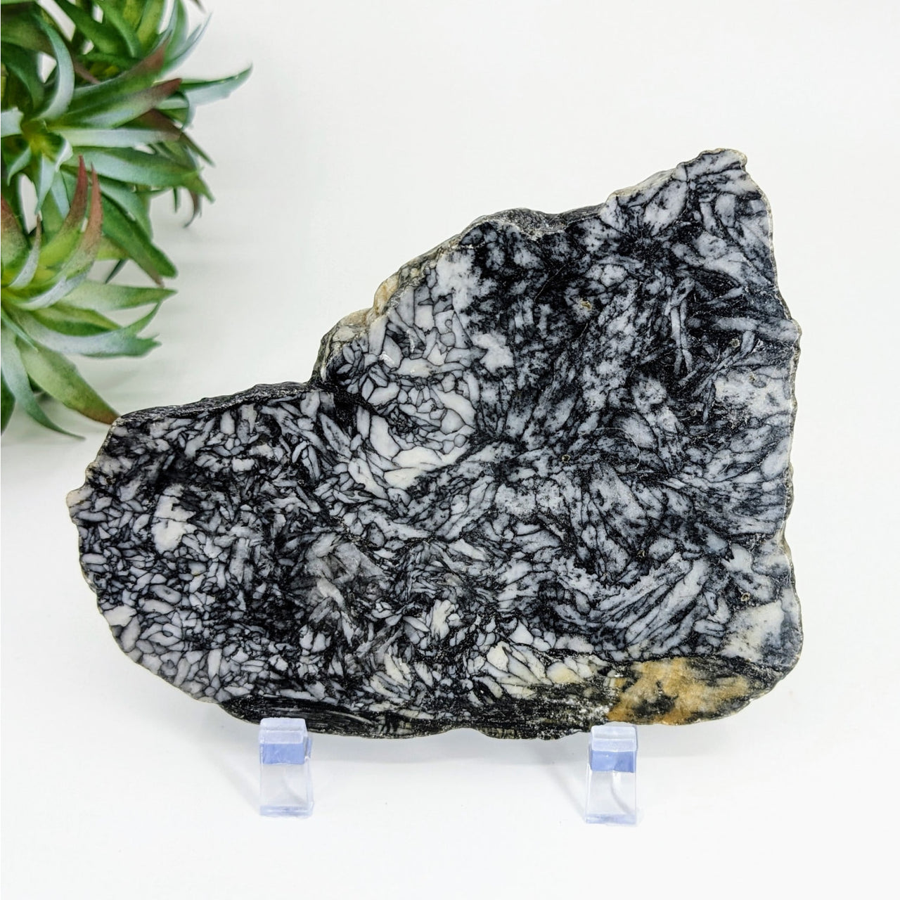 Pinolith 4.4’ Slab - Black and white rock with plant background, flat shape, #LV3356