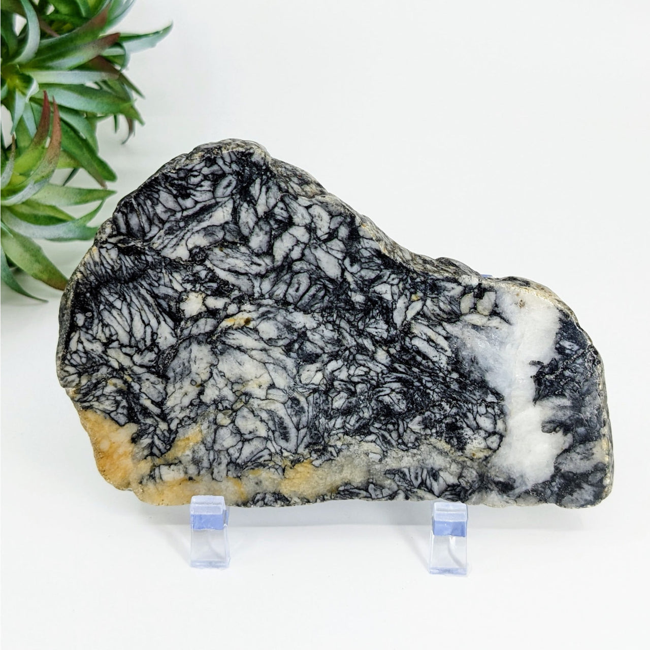 A flat-shaped Pinolith 4.6’ slab on a stand with a plant backdrop