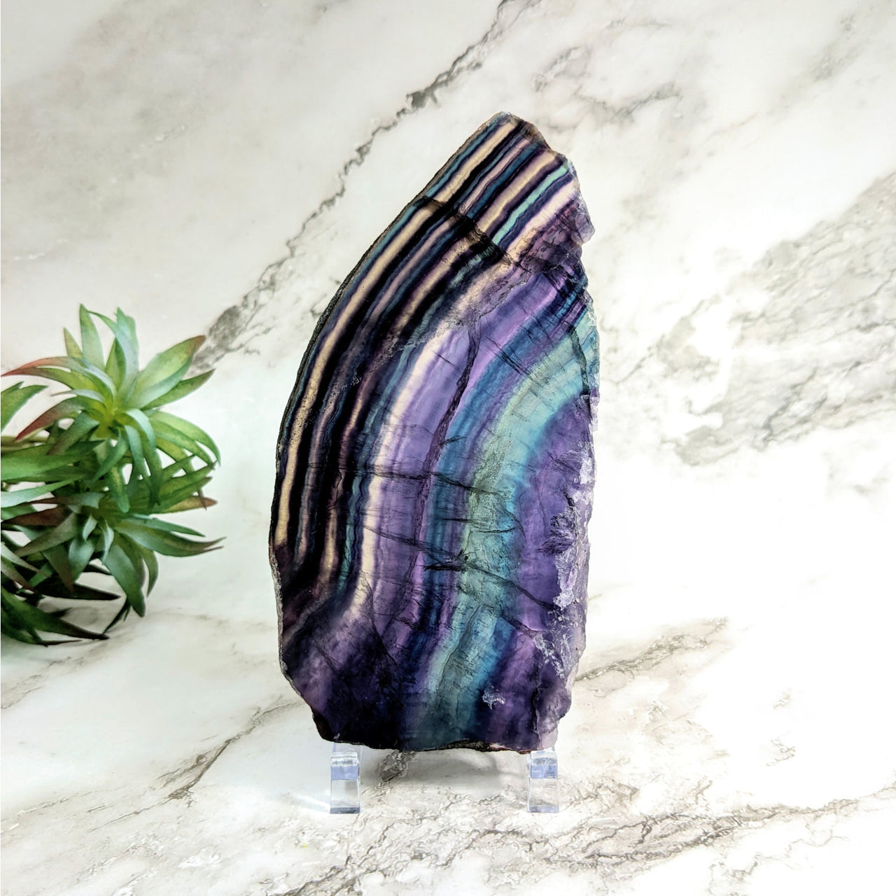 Rainbow Fluorite 6.2’ Slab #LV4716: Purple and blue striped flat shape rock on stand near plant