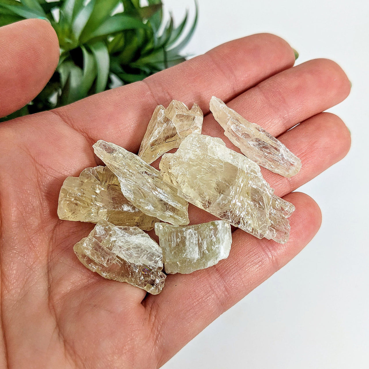 Hand holding green kunzite 30gm parcel mixed sizes with clear quartz crystals