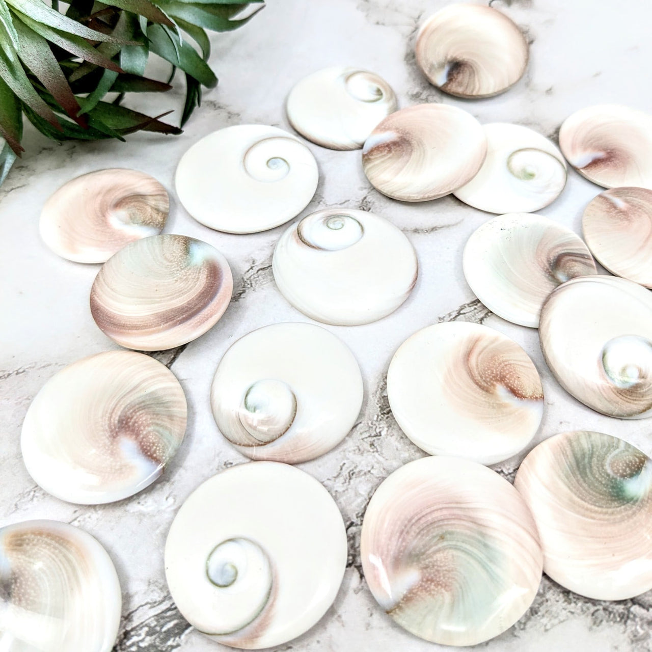 A pile of white and pink Shiva Eye shells on marble from product Shiva Eye Shell #LV4619