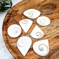 Thumbnail for Shiva Eye Shell 2.7’ Multi-Shape on a wooden platt with white and green sea shells