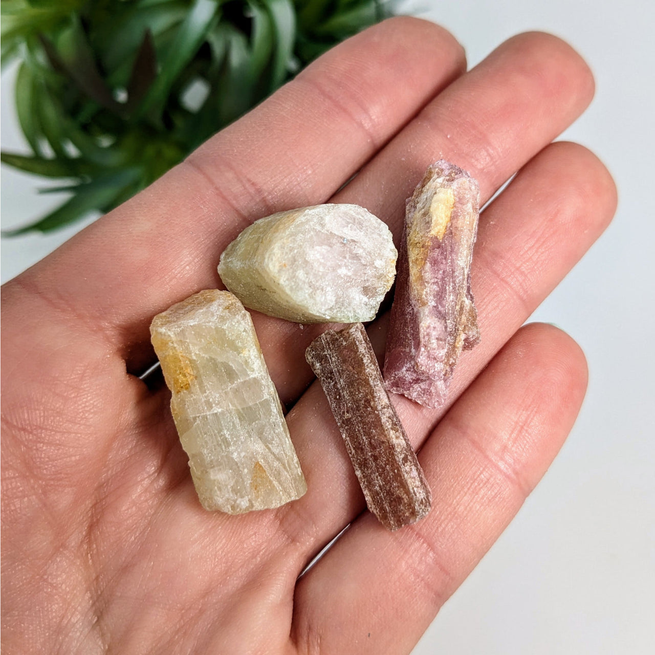 A person holds two crystals from the Tourmaline Pink & Green Miner’s Rough 4 Piece Parcel #R191