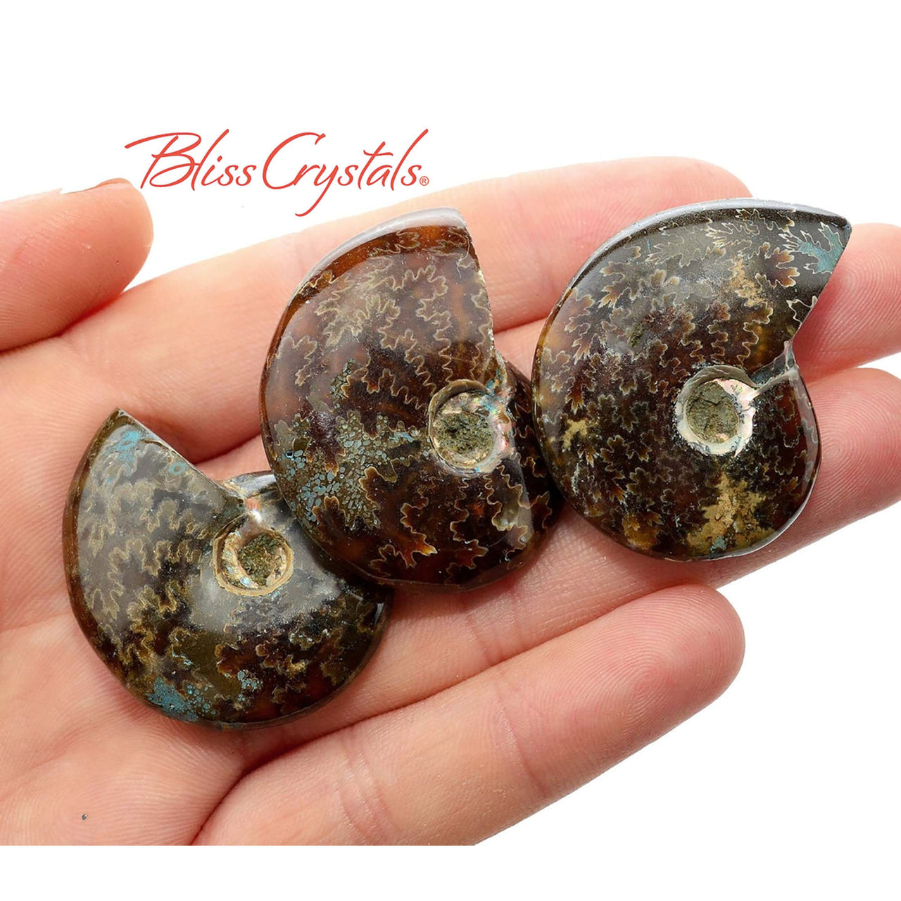 1 Medium Sutured AMMONITE Fossil Chambered Nautilus Whole 