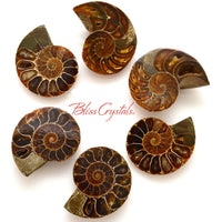 Thumbnail for 1 Pair Medium AMMONITE FOSSIL Matching Set (25-30mm) 