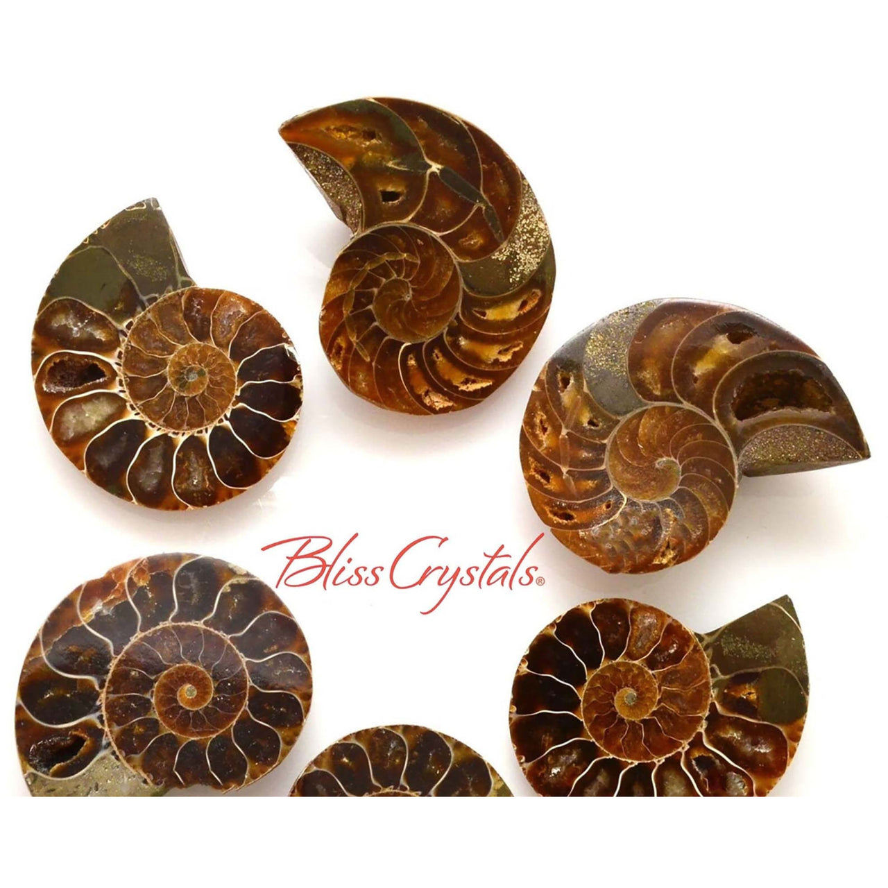 1 Pair Medium AMMONITE FOSSIL Matching Set (25-30mm) 