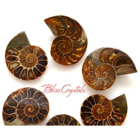 Thumbnail for 1 Pair Medium AMMONITE FOSSIL Matching Set (25-30mm) 