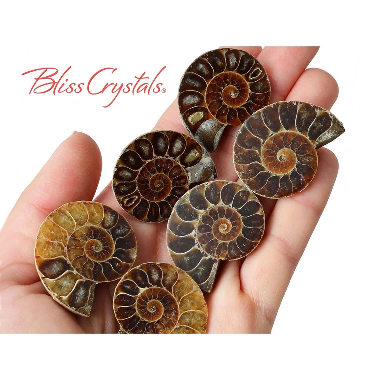 1 Pair MedLrg AMMONITE FOSSIL Matching Set (30-35mm) 