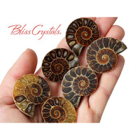 Thumbnail for 1 Pair MedLrg AMMONITE FOSSIL Matching Set (30-35mm) 