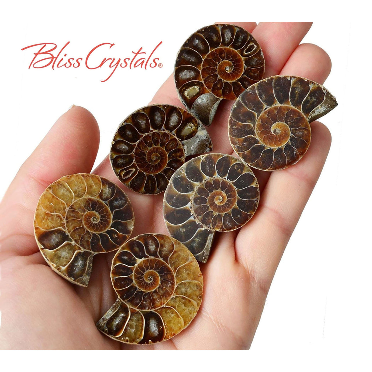 1 Pair MedLrg AMMONITE FOSSIL Matching Set (30-35mm) 