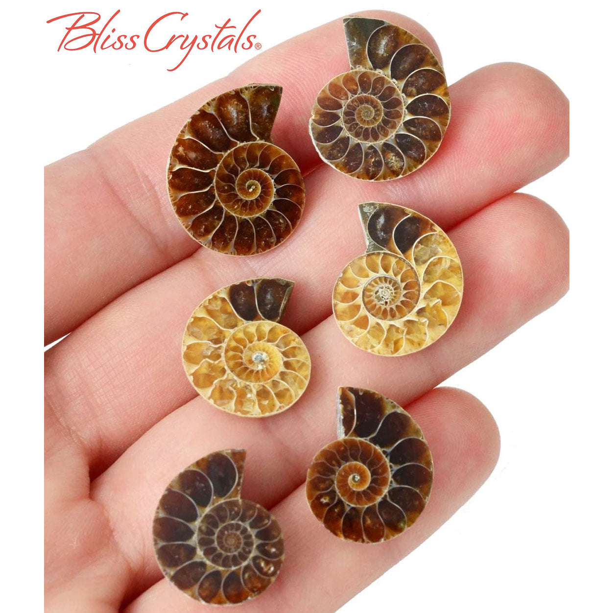 1 Pair XS AMMONITE FOSSIL Matching Set (15-20mm) Nautilus 