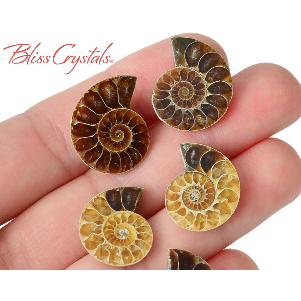 1 Pair XS AMMONITE FOSSIL Matching Set (15-20mm) Nautilus 