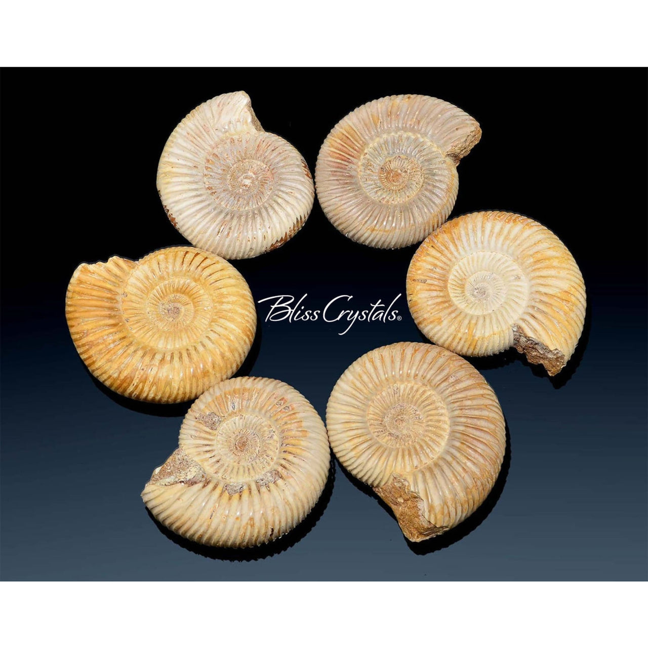 1 XL AMMONITE FOSSIL Tulear White Whole Shell Nautilus Shell