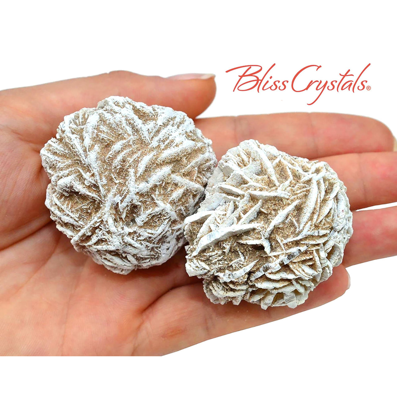 2 XL SELENITE Roses aka Desert Rose Natural Cluster Rough 