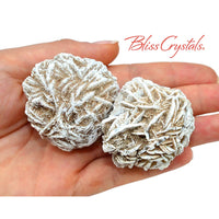 Thumbnail for 2 XL SELENITE Roses aka Desert Rose Natural Cluster Rough 