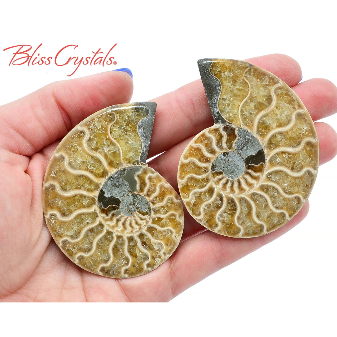 Pair of AMMONITE FOSSIL Matching Set Thin 61 - 68 mm Healing