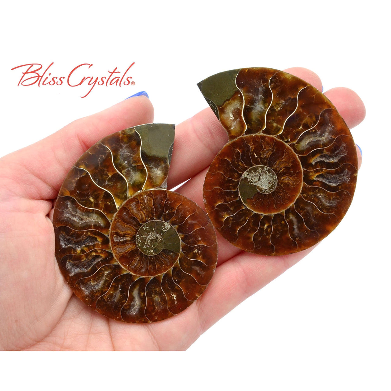 Pair of AMMONITE FOSSIL Matching Set Thin 61 - 68 mm Healing