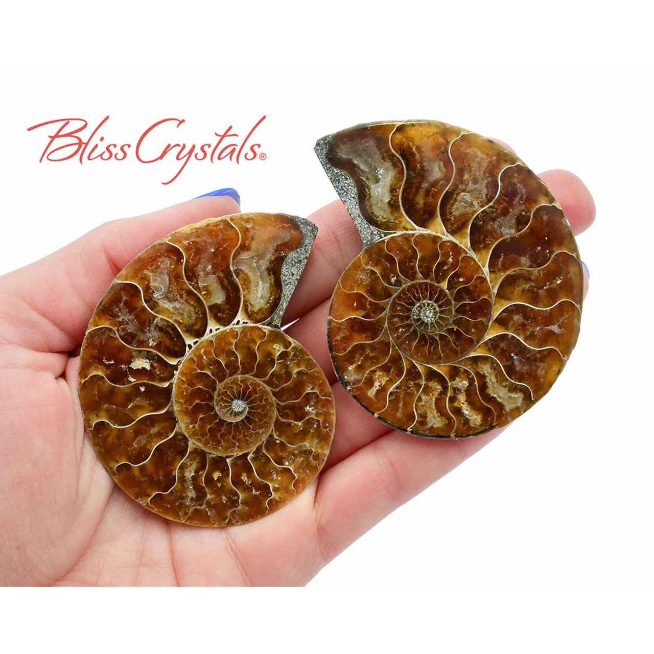 Pair of AMMONITE FOSSIL Matching Set Thin 61 - 68 mm Healing