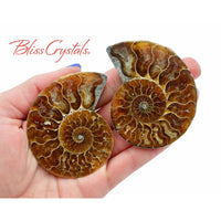 Thumbnail for Pair of AMMONITE FOSSIL Matching Set Thin 61 - 68 mm Healing