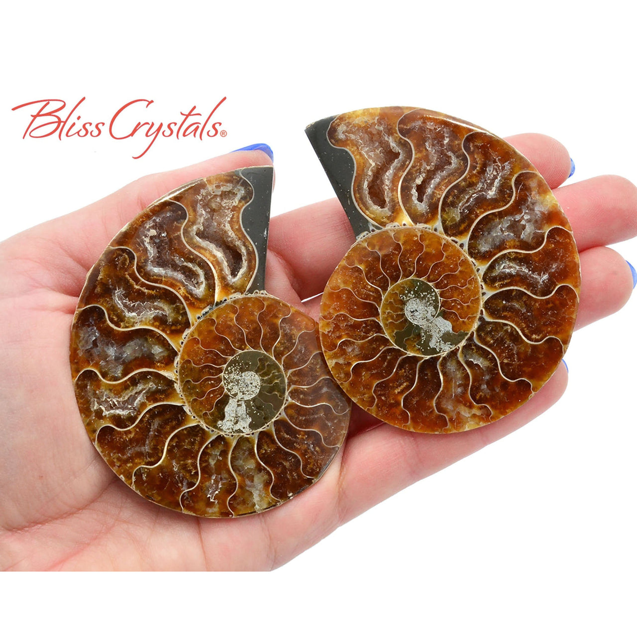 Pair of AMMONITE FOSSIL Matching Set Thin 69 - 76 mm Healing