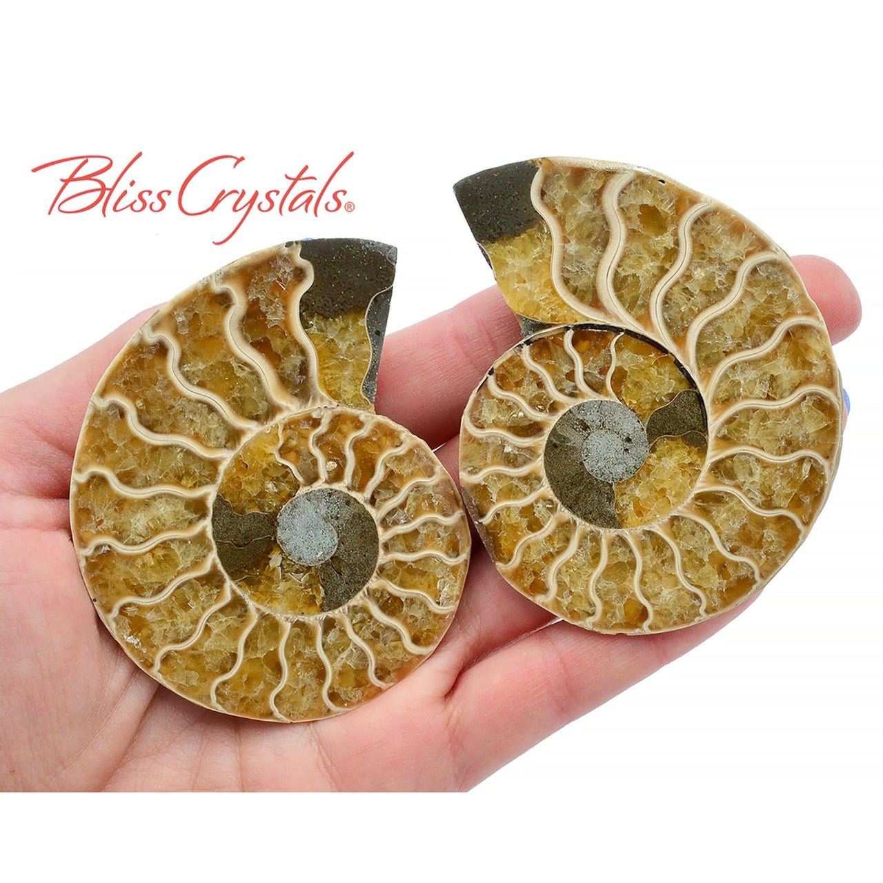 Pair of AMMONITE FOSSIL Matching Set Thin 69 - 76 mm Healing